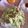 クック49L4Ho☆'s cooksnap of when they made カニカマキャベツトースト.