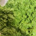 ローズ由紀's cooksnap of when they made よもぎペースト.