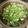 クック81NK9U☆'s cooksnap of when they made しゃぶしゃぶの出汁.