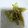 kyokoha's cooksnap of when they made 摘果メロン・スイカの漬物(和風ピクルス).