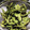 Midn44's cooksnap of when they made お湯を沸かさない　えだまめ茹で方.