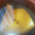 ネクロノミコン's cooksnap of when they made 魚屋さんに教えて貰ったモウカザメの煮付け.