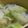あゆたっくん's cooksnap of when they made しらたきの塩麹炒め.