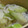 あゆたっくん's cooksnap of when they made しらたきの塩麹炒め.