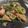 fu♪♪'s cooksnap of when they made 鮭と長ねぎのゴマ味噌バター炒め.