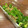 やまよめ＠ふくい's cooksnap of when they made 簡単♥しらすとピーマンのごま油炒め.