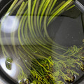 クックNVGC3E☆'s cooksnap of when they made 簡単！！わらびのアク抜き！.