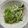 春巻きママ's cooksnap of when they made キャベツとしらすのゴマごまサラダ.