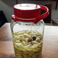 みっちん's cooksnap of when they made おいしいと言ってもらえる、らっきょ漬.