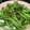 Remtan's cooksnap of when they made さやいんげんと挽肉の豆鼓炒め.