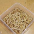 ラリー＆サラ's cooksnap of when they made もやしのナムル.