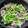 ｸﾏﾘｴ's cooksnap of when they made 自家製のニンニクの芽と新玉ねぎの炒め物.