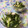 puniＫ's cooksnap of when they made ささ身と胡瓜のめかぶ和え♡.