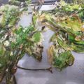 ＣＨＡＲＡ's cooksnap of when they made 山菜の天ぷら☆こしあぶら＆こごみ.