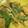 クックHDP0M2☆'s cooksnap of when they made 絹さやとベーコンの卵炒め.