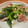 hiromi17's cooksnap of when they made うるいのあっさり炒め.
