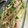 みきんどる's cooksnap of when they made 新しょうがときゅうりの和え物.
