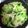 クックT09BHH☆'s cooksnap of when they made 冷凍ブロッコリーとしめじのツナ缶炒め.