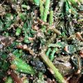 くまぴこ222's cooksnap of when they made うどの茎できんぴら&ウドの葉で胡麻和え.