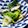 たんたん　's cooksnap of when they made おばあちゃんの白菜漬♪.