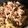 Evaお料理勉強中's cooksnap of when they made 牛小間と玉ねぎで10分そっちのけ牛丼の頭.
