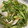 snow012's cooksnap of when they made 簡単一品＊ちくわとピーマンの白だし和え.