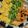 mayaxjr's cooksnap of when they made 鮭の三色丼.