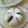 ぷっくりさん。's cooksnap of when they made 自家製☆ヨモギ粉の作り方.