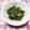papepo☆'s cooksnap of when they made 簡単！春菊の鰹節と辛子和え物.