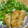 むぎちゃんkkt's cooksnap of when they made ☆☆柔らかメチャ旨　鶏むね肉みぞれ煮.