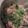 さかつん子's cooksnap of when they made 豚肉、もやし、豆苗の簡単レンジ蒸し.