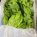 ささささしみ's cooksnap of when they made サニーレタスの保存.