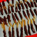花咲小紅's cooksnap of when they made れぽ100超オランジェットオレンジピール.