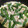 クックZ67CT0☆'s cooksnap of when they made 新玉ねぎの卵とじ.