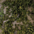kokoro70's cooksnap of when they made 山椒の実のあくぬき.