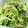 U☆kaoru's cooksnap of when they made 水菜とわかめのナムル【作り置き】.