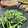 Superlittleboo's cooksnap of when they made 旬な菜の花、柚子こしょう練りごま和え.