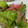 mcapちゅん's cooksnap of when they made ✤スナップエンドウとエビの塩炒め✤.