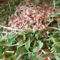 あゆたっくん's cooksnap of when they made 簡単❤大根サラダ.