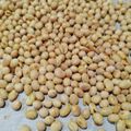さち3284's cooksnap of when they made 自家製煎り大豆 炒り豆★90分で完成♪.