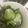 snow012's cooksnap of when they made ☆きゅうり・わかめ・しらすの酢の物☆.