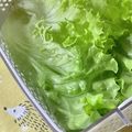 QPはにー's cooksnap of when they made 余ったカットレタスを長持ちさせるには？.