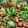 クックJOX7MA☆'s cooksnap of when they made 臭くない！鶏レバーのレバニラ炒め.