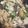 クックLY5PJA☆'s cooksnap of when they made mイカと小松菜のオイスター炒め.