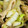 ミント🌿's cooksnap of when they made ささっと出来る★舞茸と白菜の中華炒め。.