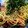 純子50Plus's cooksnap of when they made 簡単☆トマトとツナの和風冷製パスタ.