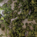 kokoro70's cooksnap of when they made 山椒の実のあくぬき.
