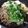 ☆★ケイト★☆'s cooksnap of when they made 肉豆腐.