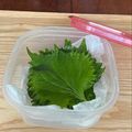 まこさんど's cooksnap of when they made 【話題入り】長持ち新鮮♪大葉の保存法.