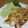 えりこ82☆'s cooksnap of when they made 塩麹でお肉柔らかなポークピカタ.